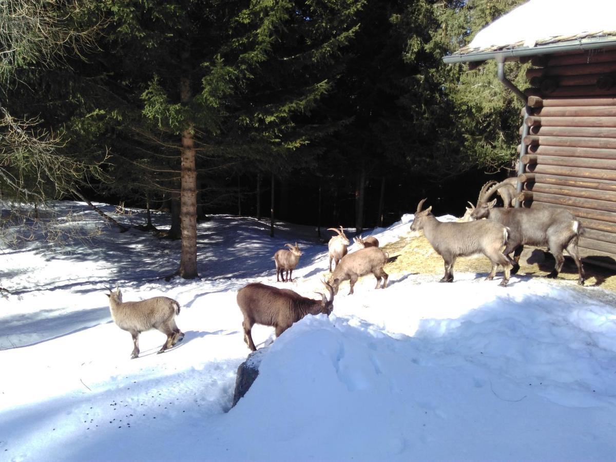 Hotel Bed & Rooms , Corte Rossa -1 Min Walk To Bernina Express Tirano Εξωτερικό φωτογραφία